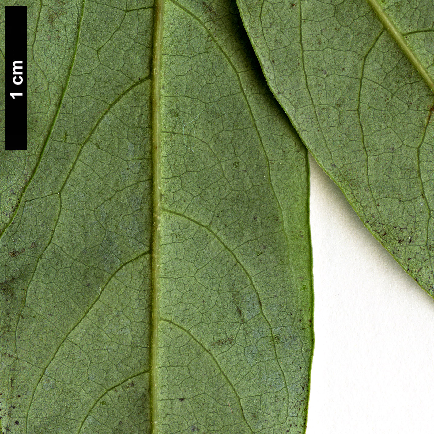 High resolution image: Family: Lauraceae - Genus: Lindera - Taxon: metcalfiana - SpeciesSub: var. dictyophylla